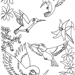 Beija-Flor para imprimir e colorir