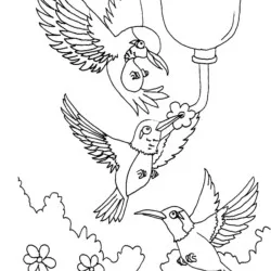 Beija-Flor para imprimir e colorir