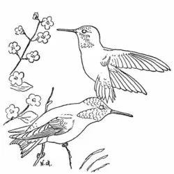 Beija-Flor para imprimir e colorir