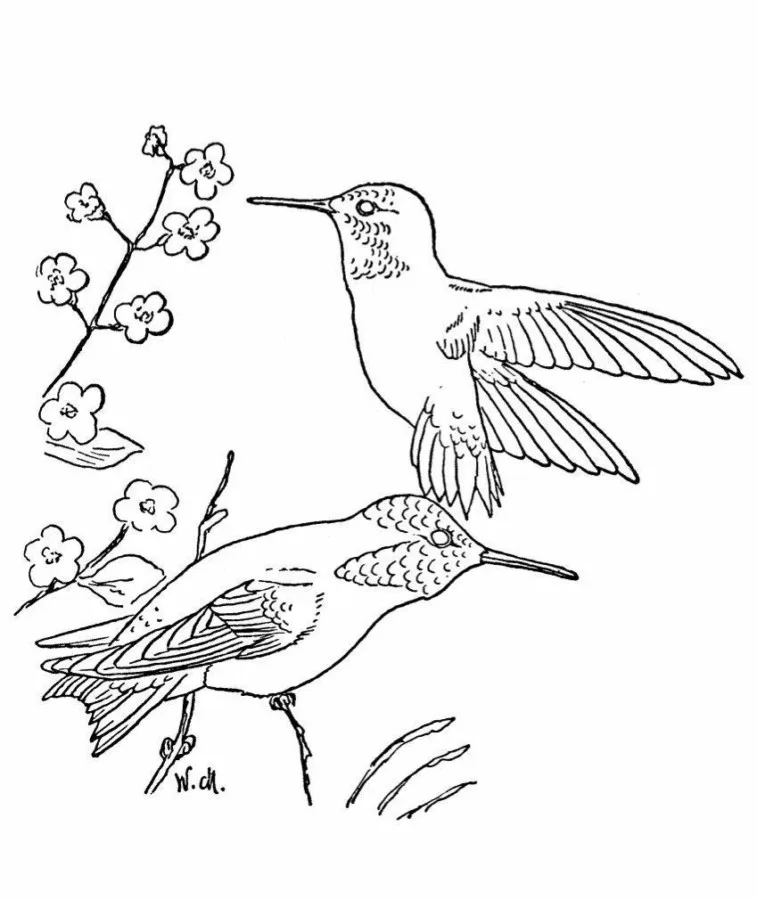Beija-Flor