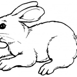 40 Desenhos de Coelhos para Colorir, Pintar e Imprimir - Online Cursos  Gratuitos