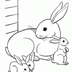 Coelhos para colorir - Desenhos Imprimir