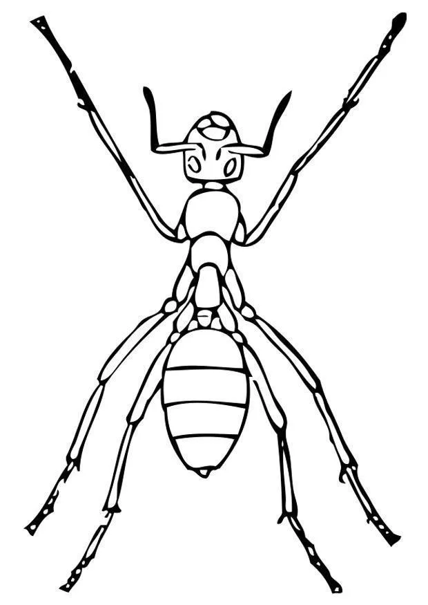 Formigas