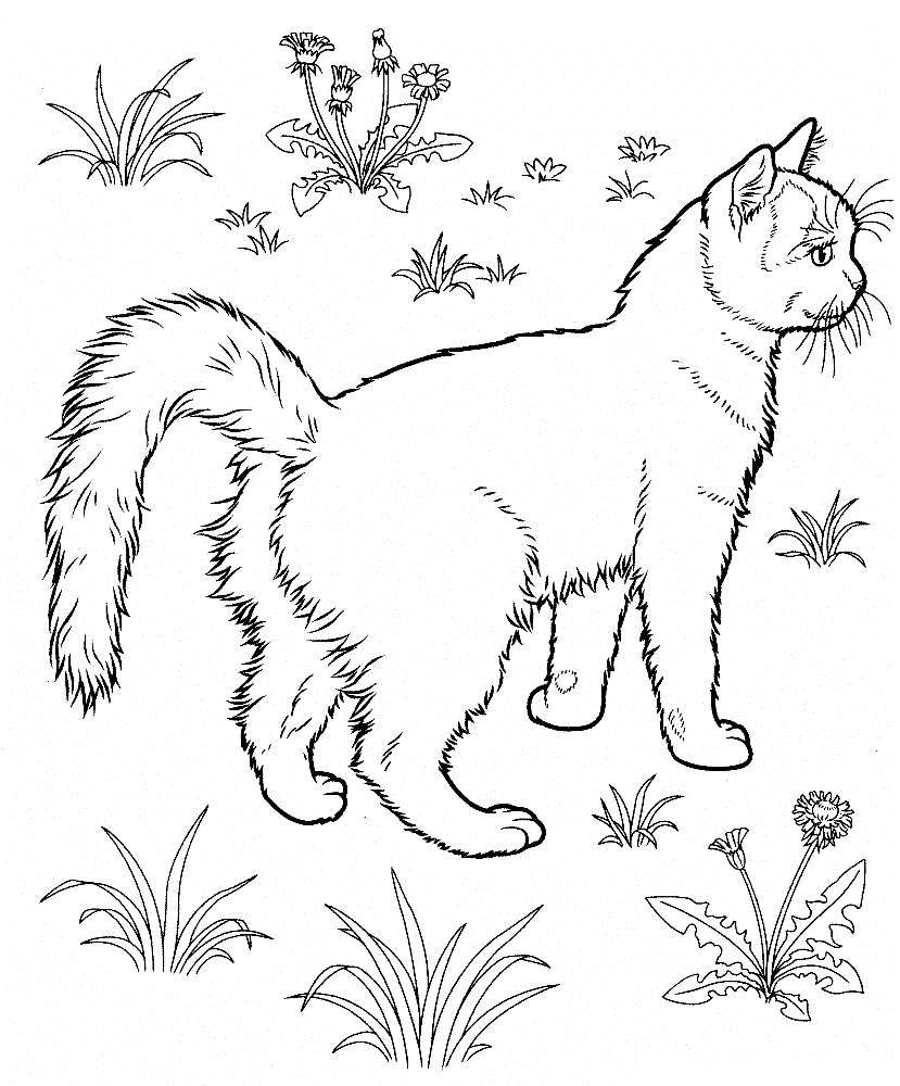 como desenhar o gato
