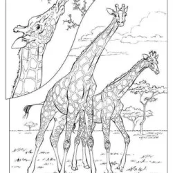 Girafas para imprimir e colorir
