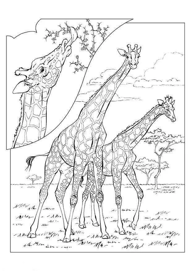 Girafas