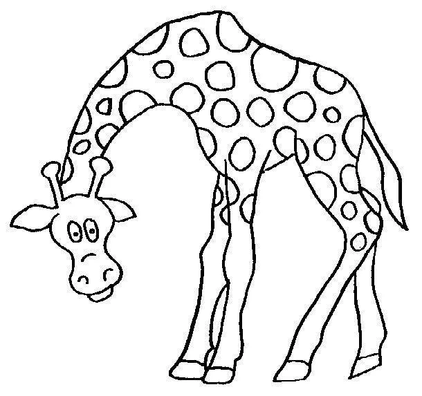 Girafas