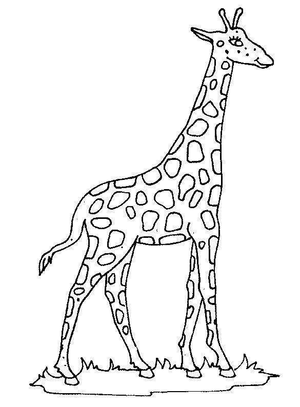 Girafas