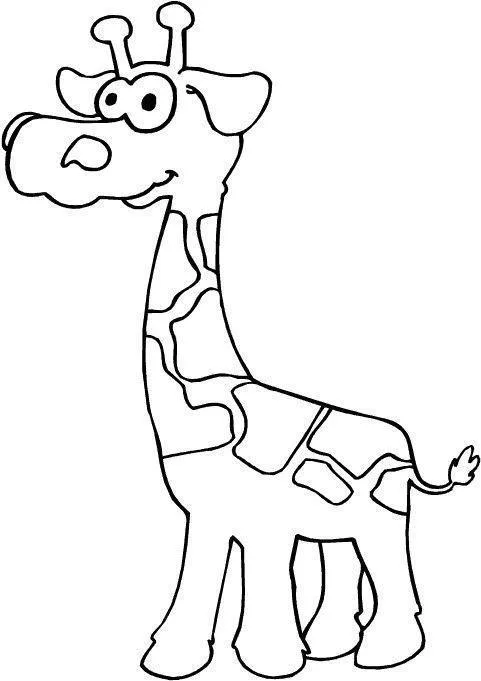 Girafas