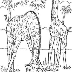 Girafas