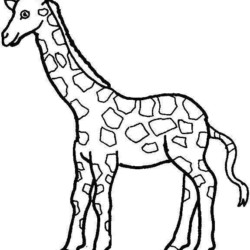 Girafas