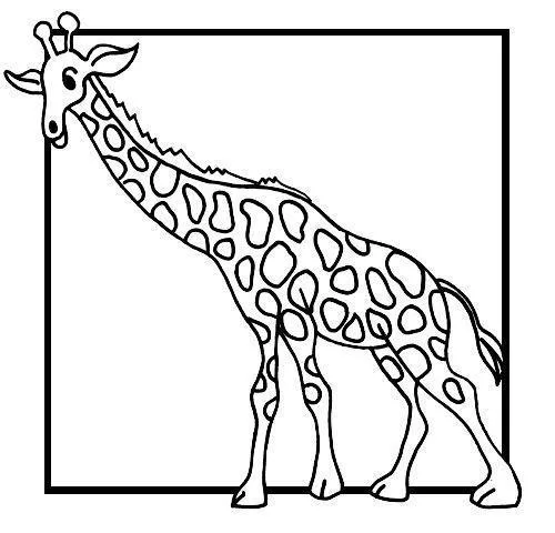 Girafas