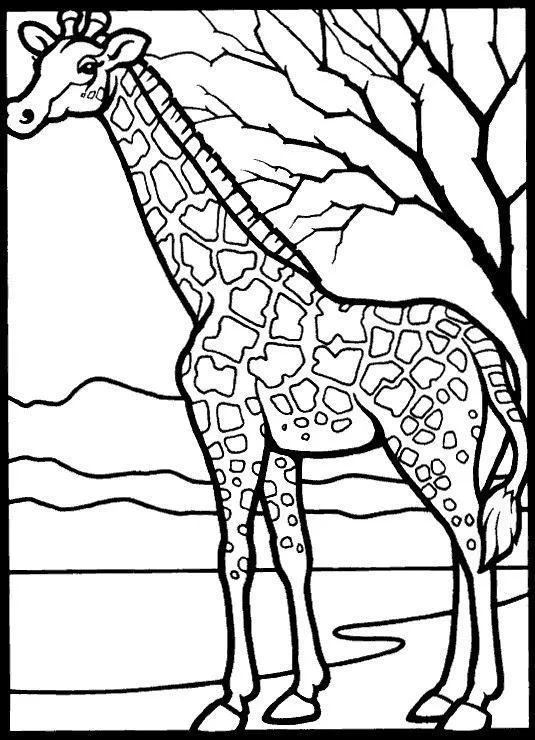 Girafas