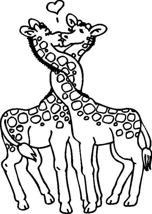Girafas