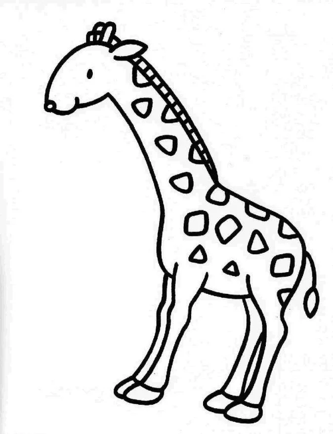 Girafas