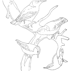 Pássaros
