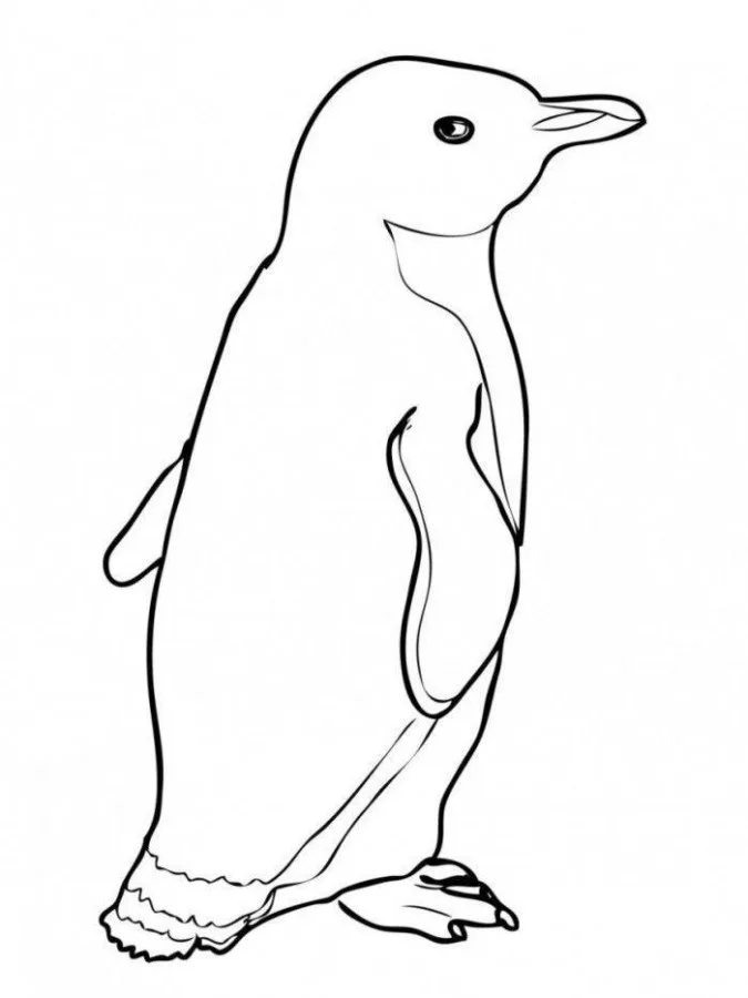 Pinguins