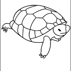 Tartarugas para imprimir e colorir