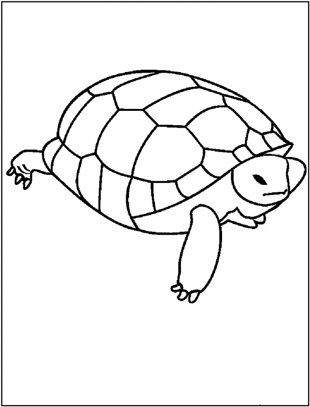 Tartarugas