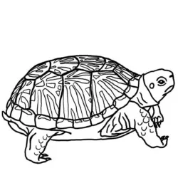Tartarugas para imprimir e colorir