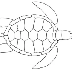 Tartarugas para imprimir e colorir