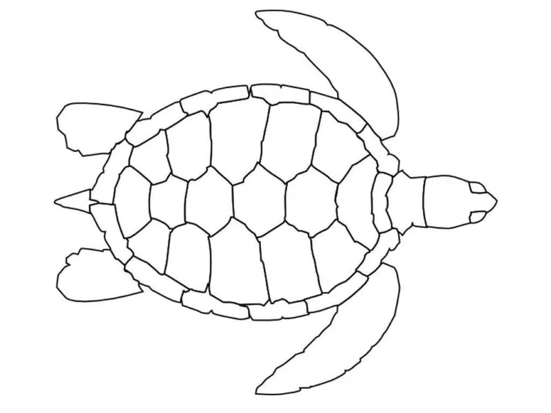 Tartarugas