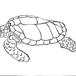 Tartarugas para imprimir e colorir