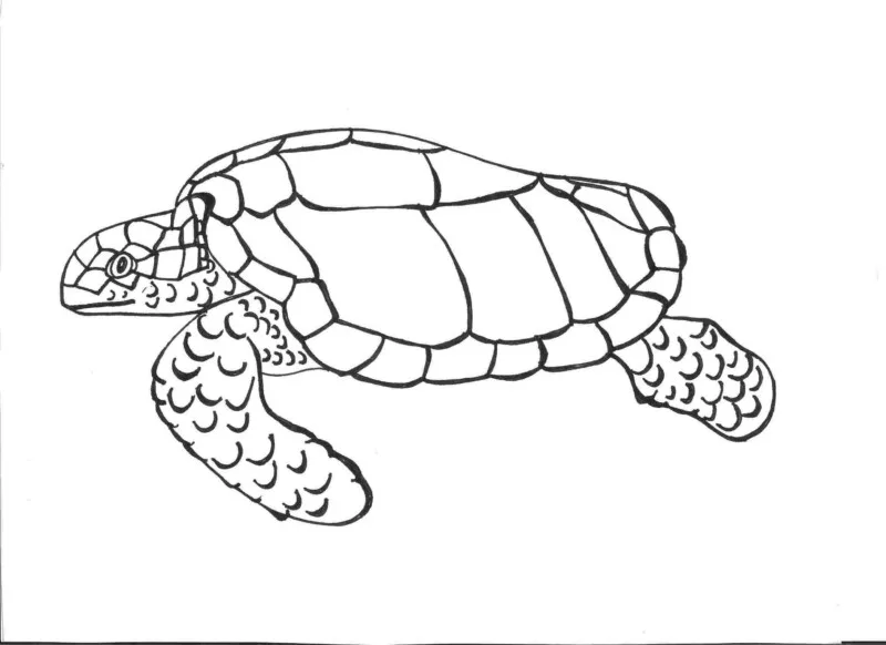 Tartarugas