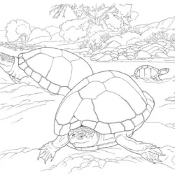 Tartarugas para imprimir e colorir