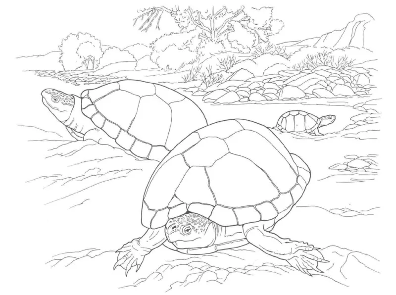 Tartarugas