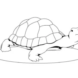 Tartarugas para imprimir e colorir