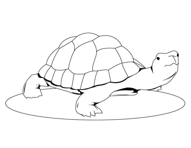 Tartarugas