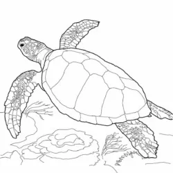Tartarugas para imprimir e colorir