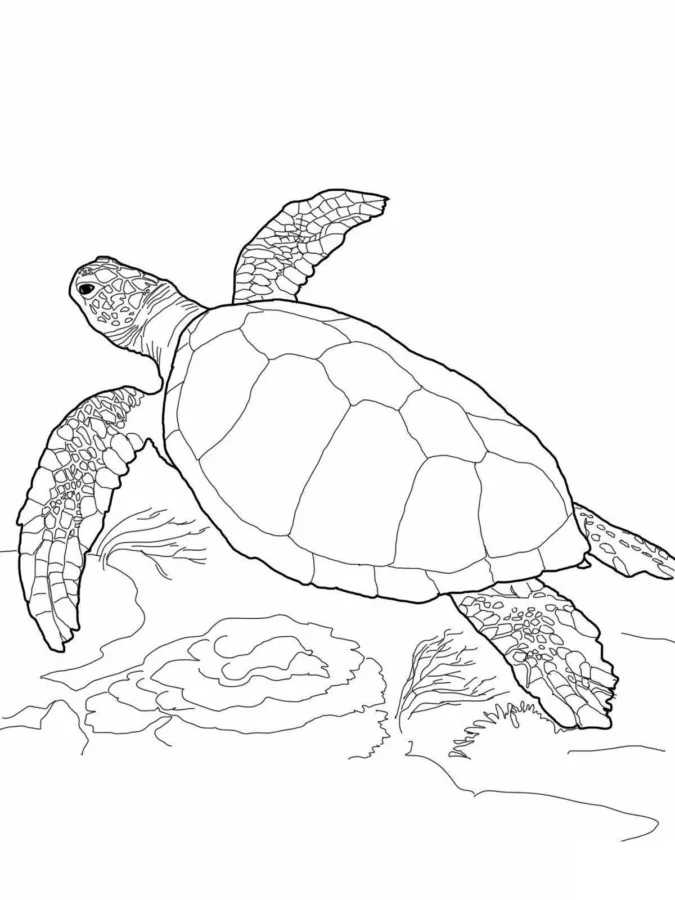 Tartarugas