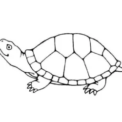Tartarugas para imprimir e colorir
