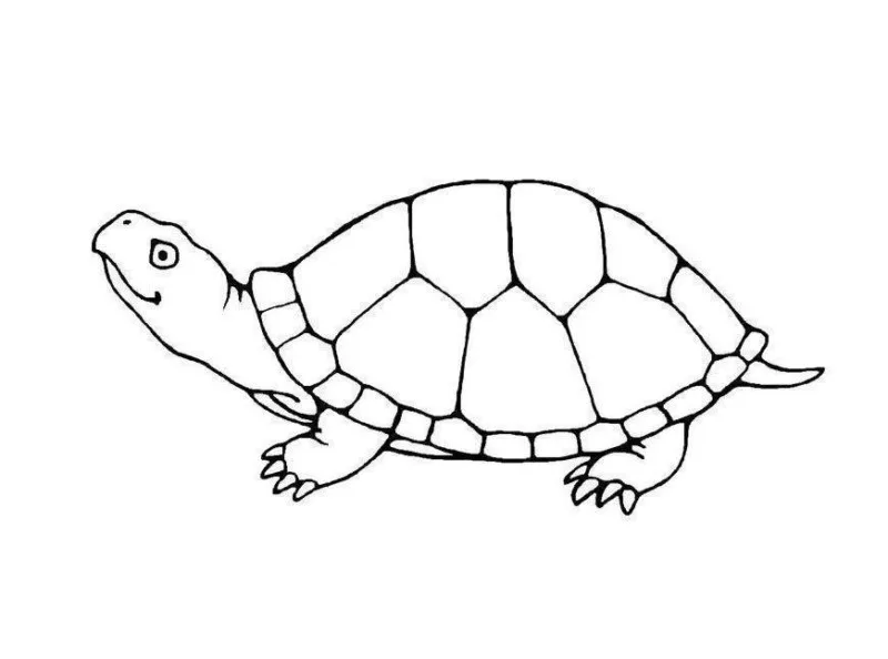 Tartarugas