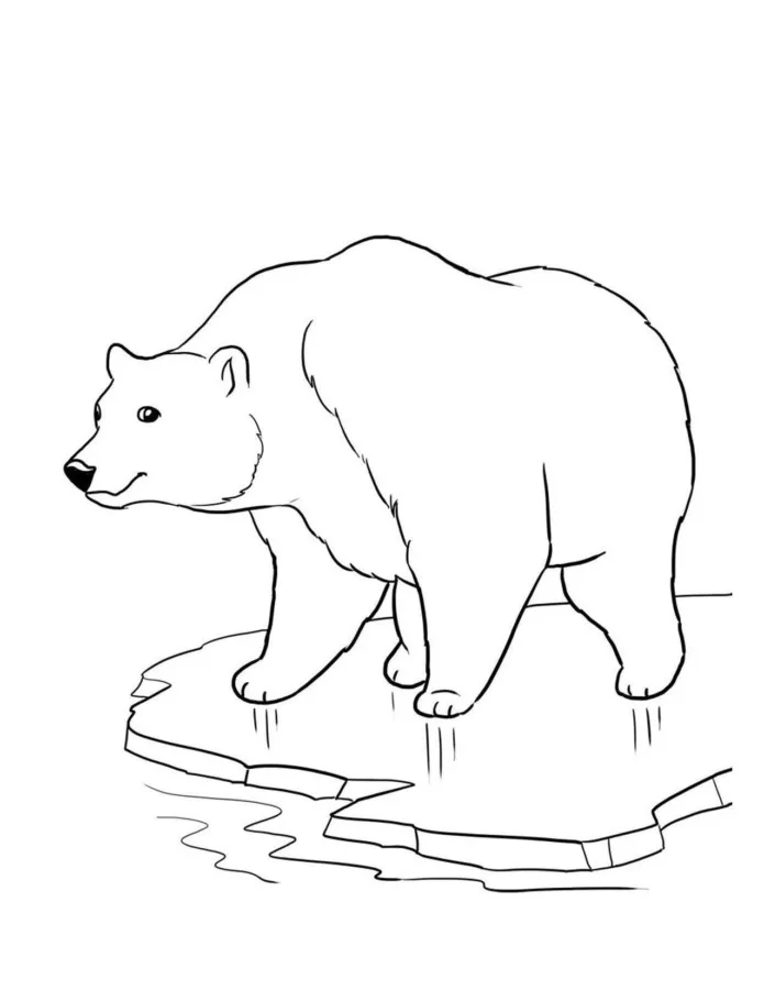 Ursos