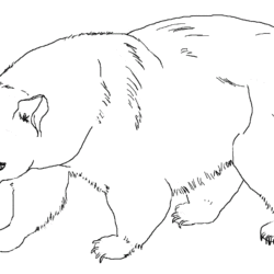 Ursos