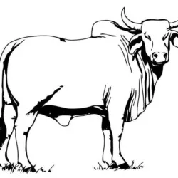 Vacas para imprimir e colorir