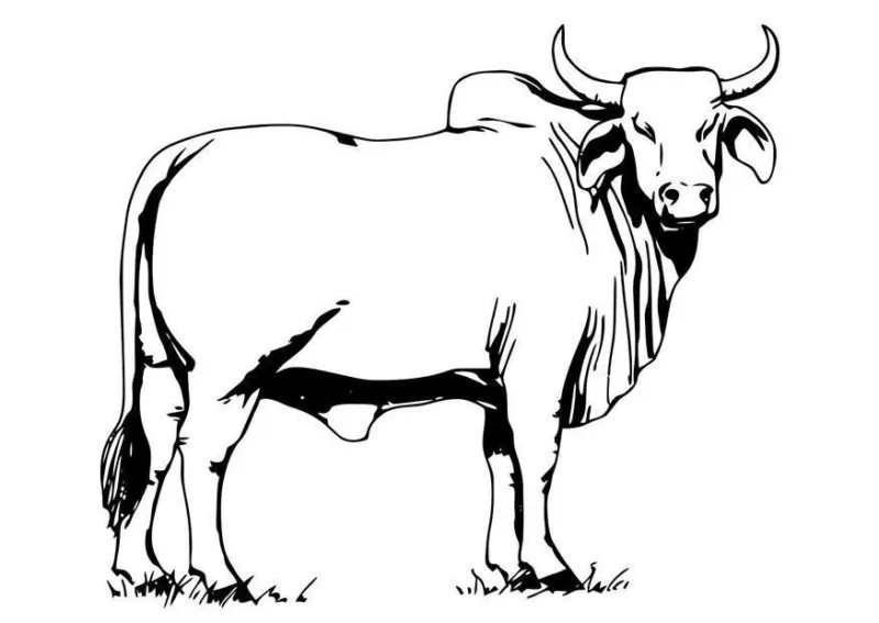 Vacas