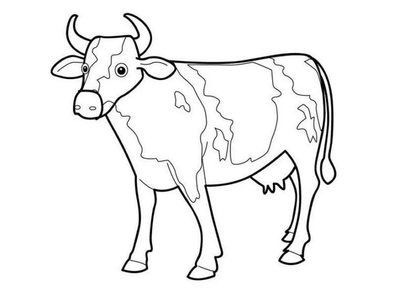 Vacas