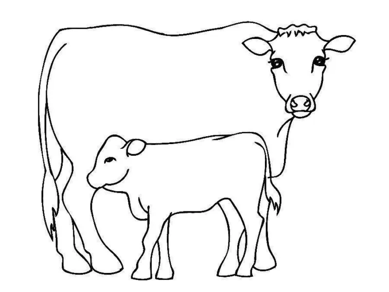 Vacas