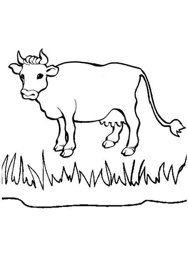 Vacas