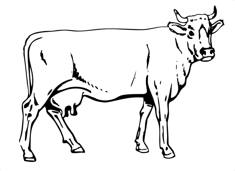 desenho-vaca-imprimir7-800x583.gif