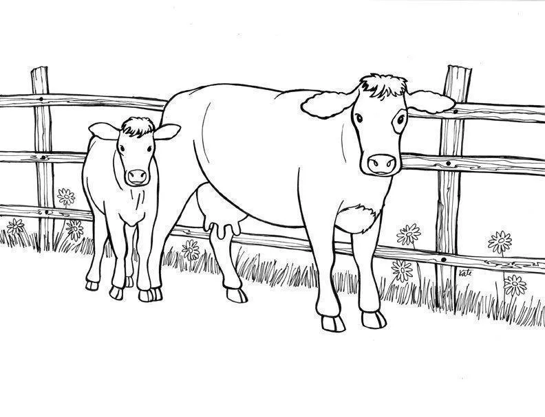 Vacas