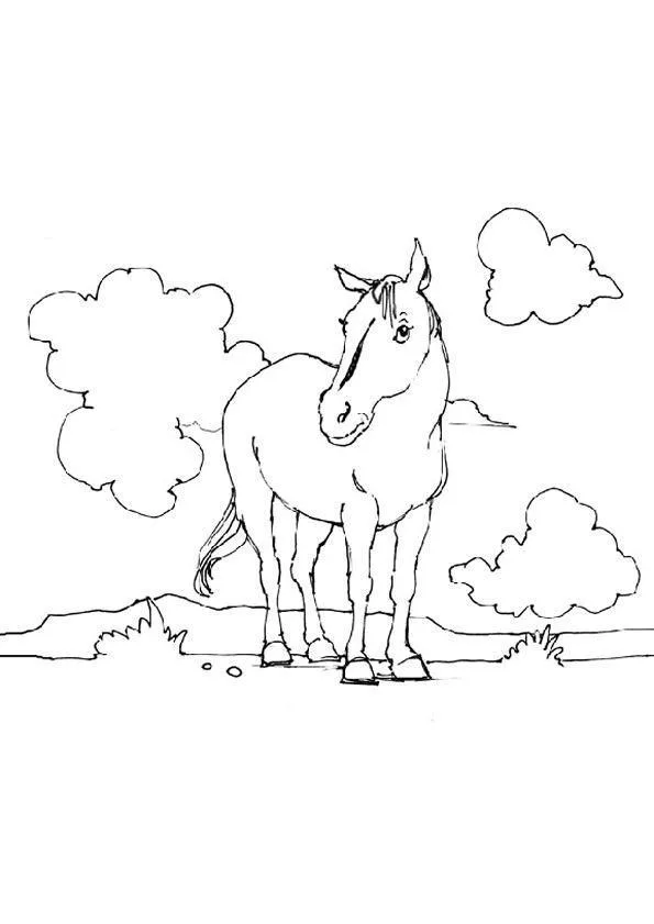 Cavalos