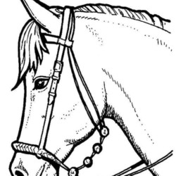 Desenho de desenho de página para colorir de desenho de cavalo