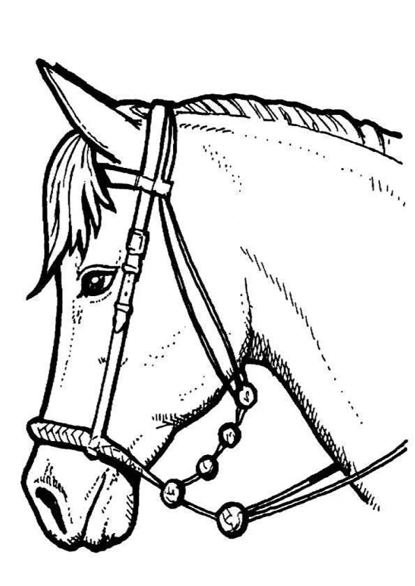 Cavalos