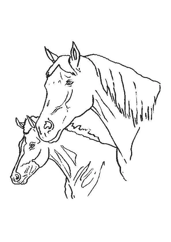 Cavalos