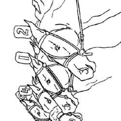 Cavalos